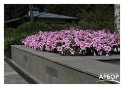 Ландшафтное озеленение