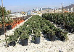 Озеленение и благоустройство территории