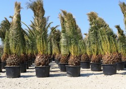 Проект озеленения