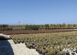 Ландшафтное озеленение